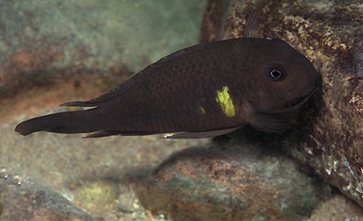 Tropheus sp. 'kipili' Ulwile Island